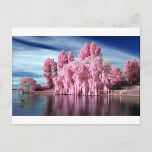 Carte Postale Arbre rose (Devant)