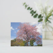 Carte Postale Arbre rose sur Harris Promenade San Fernando (Debout devant)