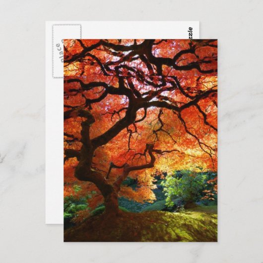 Carte Postale Arbre rouge (Devant / Derrière)