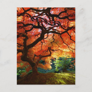 Carte Postale Arbre rouge