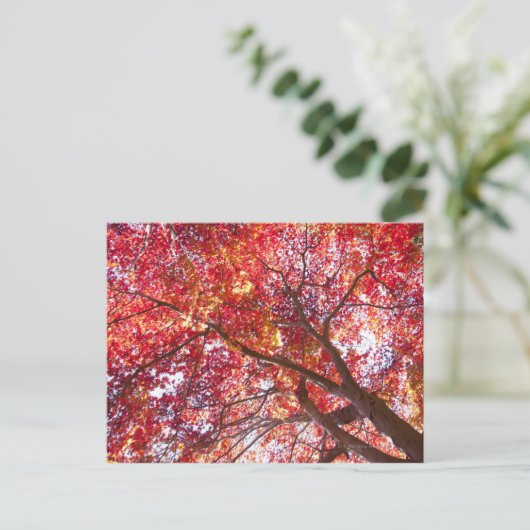 Carte Postale Arbre rouge (Debout devant)