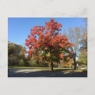 Carte Postale Arbre rouge