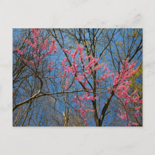 Carte Postale Arbre rouge (Cercis) en floraison au printemps