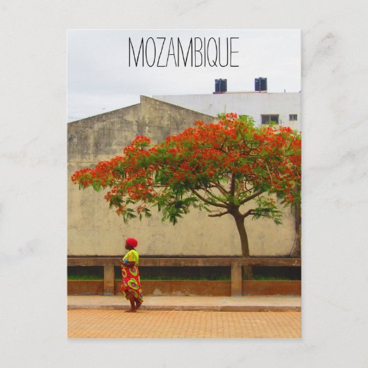 Carte Postale arbre rouge mozambique (Devant)