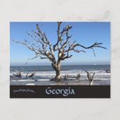 Carte Postale Arbre sans feuilles en Géorgie Géorgie USA USA (Devant)