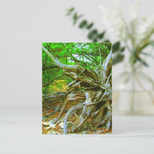 Carte postale Arbre sauvage (Debout devant)