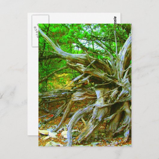 Carte postale Arbre sauvage (Devant / Derrière)