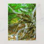 Carte postale Arbre sauvage (Devant)