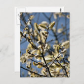 CARTE POSTALE ARBRE SAUVAGE (Devant / Derrière)