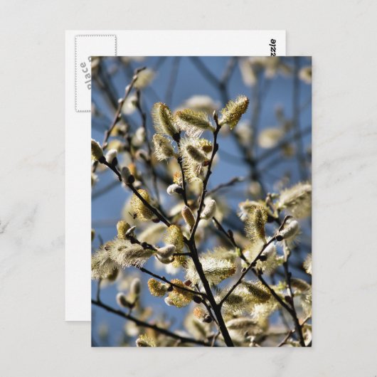 CARTE POSTALE ARBRE SAUVAGE (Devant / Derrière)