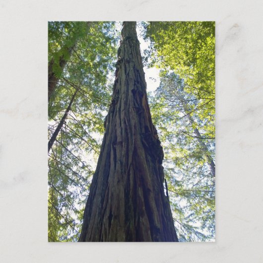 Carte Postale Arbre séquoia géant (Devant)