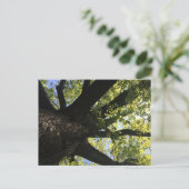 Carte postale Arbre solaire (Debout devant)