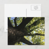 Carte postale Arbre solaire (Devant / Derrière)
