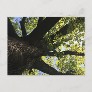 Carte postale Arbre solaire
