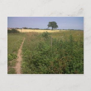 Carte Postale Arbre solitaire