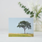 Carte Postale Arbre solitaire (Debout devant)