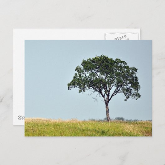 Carte Postale Arbre solitaire (Devant / Derrière)