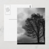 Carte Postale Arbre solitaire (Devant / Derrière)