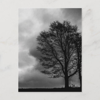 Carte Postale Arbre solitaire