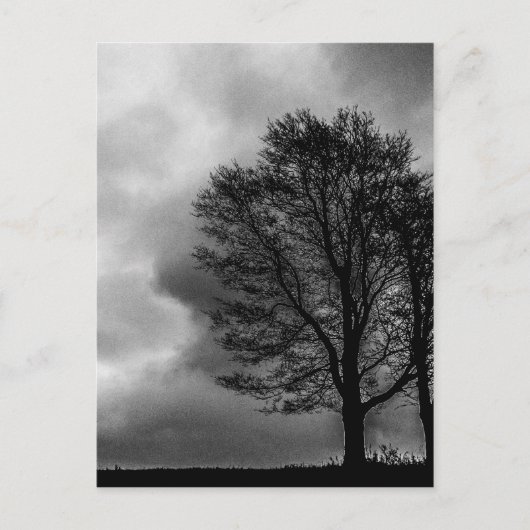 Carte Postale Arbre solitaire (Devant)