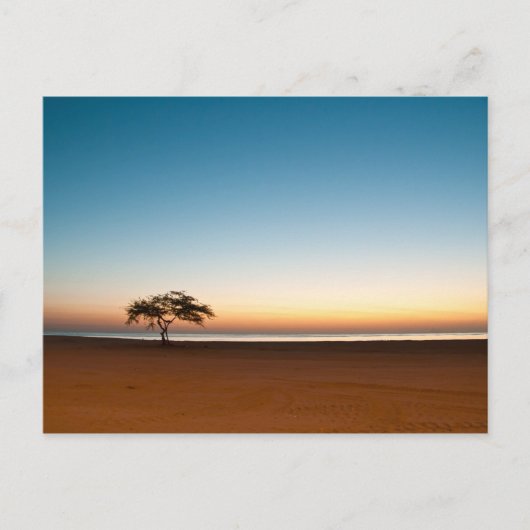 Carte Postale Arbre solitaire au lever du soleil au Koweït (Devant)