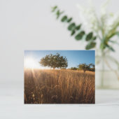 Carte Postale Arbre solitaire dans le pré (Debout devant)