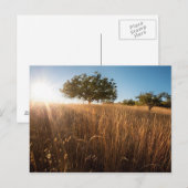 Carte Postale Arbre solitaire dans le pré (Devant / Derrière)