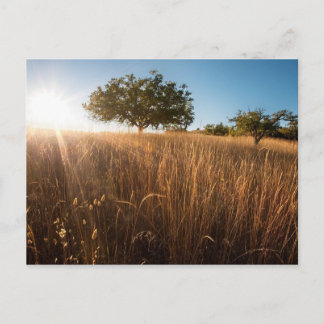 Carte Postale Arbre solitaire dans le pré