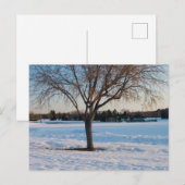 Carte Postale Arbre Solitaire dans un Champ enneigé (Devant / Derrière)