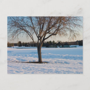 Carte Postale Arbre Solitaire dans un Champ enneigé