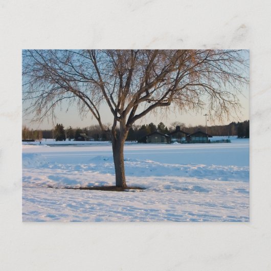 Carte Postale Arbre Solitaire dans un Champ enneigé (Devant)