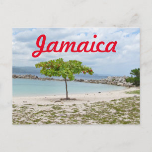 CARTE POSTALE ARBRE SUR LA PLAGE EN JAMAÏQUE