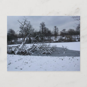 Carte Postale Arbre suspendu dans l'eau en hiver