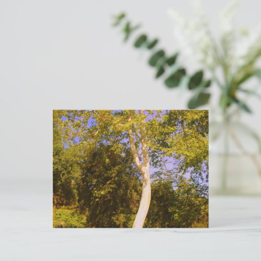Carte Postale Arbre sycamore (Debout devant)