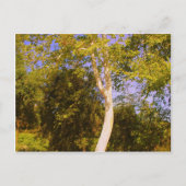 Carte Postale Arbre sycamore (Devant)