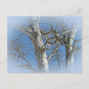 Carte Postale Arbre Sycamore contre les objets Sky hivernaux