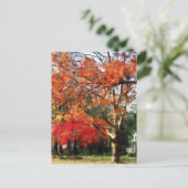 Carte Postale Arbre Sycamore d'automne (Debout devant)