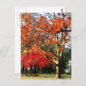 Carte Postale Arbre Sycamore d'automne (Devant / Derrière)