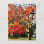 Carte Postale Arbre Sycamore d'automne (Devant)
