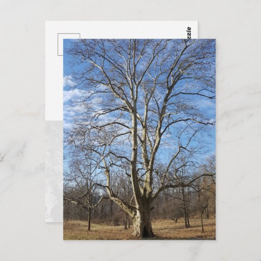 Carte Postale Arbre sycamore d'hiver (Devant / Derrière)