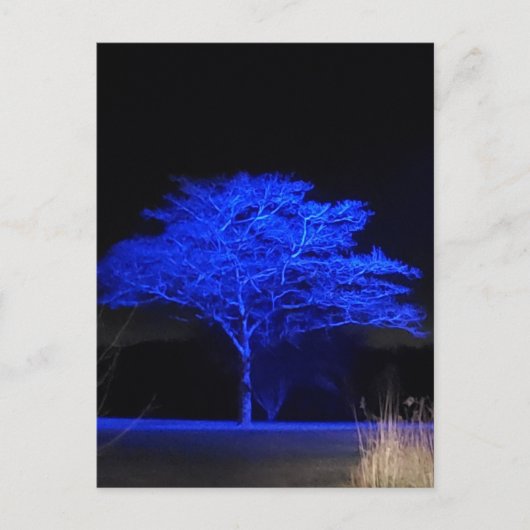 Carte Postale Arbre teint bleu (Devant)