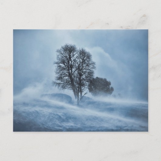 Carte Postale Arbre tempête bleu blizzard (Devant)