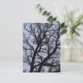 Carte Postale Arbre vampire (Debout devant)
