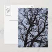 Carte Postale Arbre vampire (Devant / Derrière)