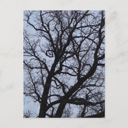Carte Postale Arbre vampire (Devant)