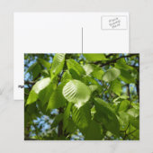 Carte Postale Arbre vert Feuille à bouleau printanier (Devant / Derrière)