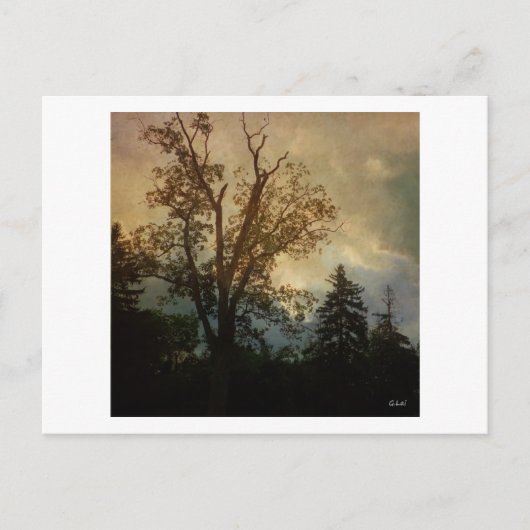 Carte Postale Arbre vieilli (Devant)