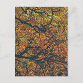 CARTE POSTALE ARBRES (Devant)