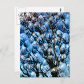 CARTE POSTALE ARBRES (Devant / Derrière)