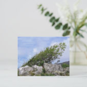 CARTE POSTALE ARBRES (Debout devant)